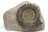 Toarcian Spiny Ammonite (Porpoceras) Fossil - France #228171-1